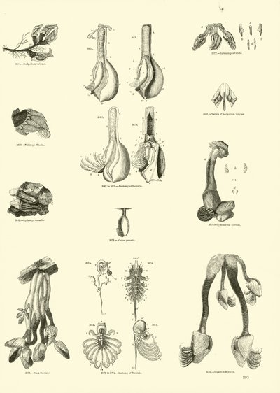 Side fra The Pictorial Museum of Animated Nature af English School