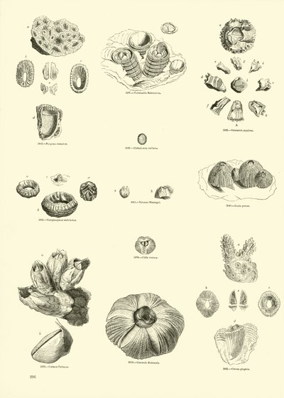 Side fra The Pictorial Museum of Animated Nature af English School