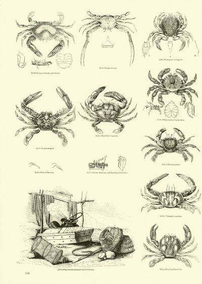 Side fra The Pictorial Museum of Animated Nature af English School