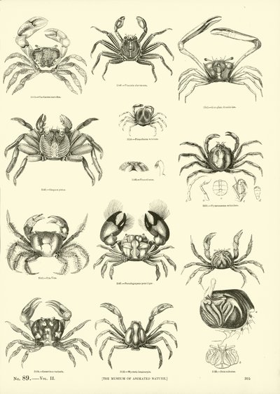Side fra The Pictorial Museum of Animated Nature af English School