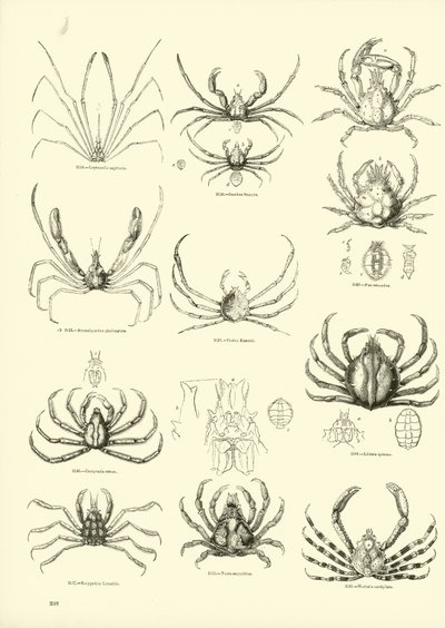 Side fra The Pictorial Museum of Animated Nature af English School