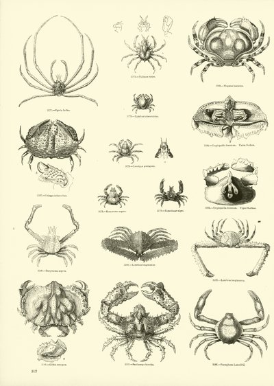 Side fra The Pictorial Museum of Animated Nature af English School