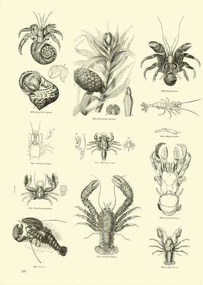 Side fra The Pictorial Museum of Animated Nature af English School