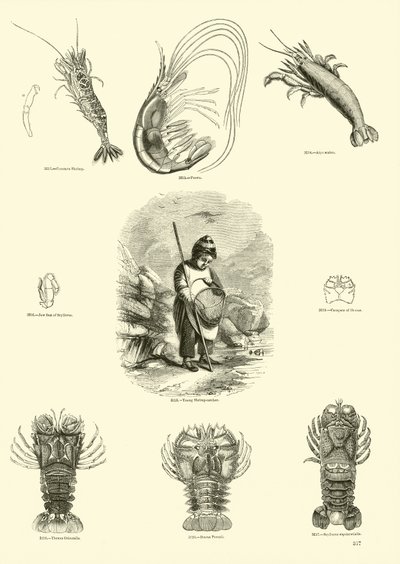 Side fra The Pictorial Museum of Animated Nature af English School