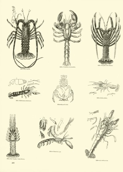 Side fra The Pictorial Museum of Animated Nature af English School