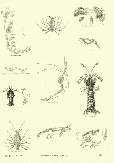 Side fra The Pictorial Museum of Animated Nature af English School