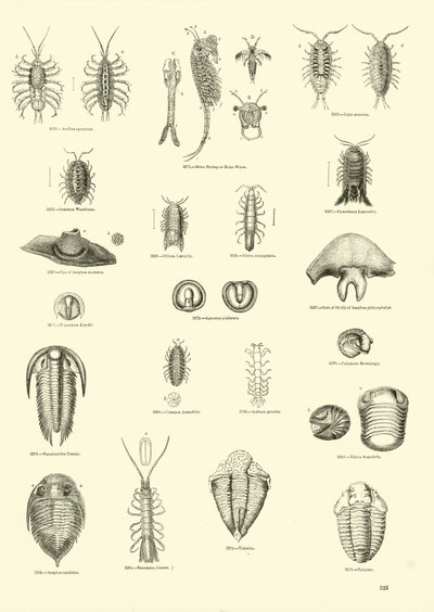 Side fra The Pictorial Museum of Animated Nature af English School