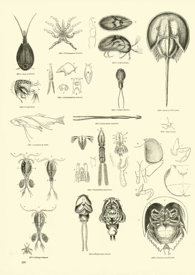 Side fra The Pictorial Museum of Animated Nature af English School