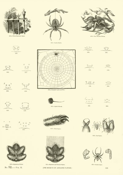 Side fra The Pictorial Museum of Animated Nature af English School