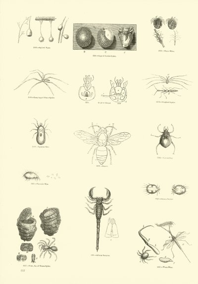 Side fra The Pictorial Museum of Animated Nature af English School