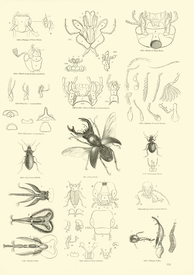 Side fra The Pictorial Museum of Animated Nature af English School