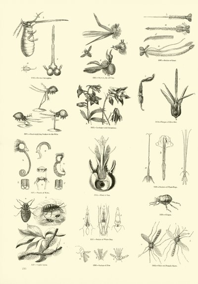 Side fra The Pictorial Museum of Animated Nature af English School