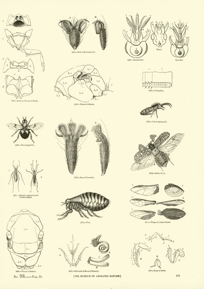 Side fra The Pictorial Museum of Animated Nature af English School