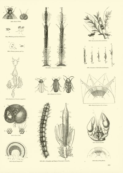 Side fra The Pictorial Museum of Animated Nature af English School