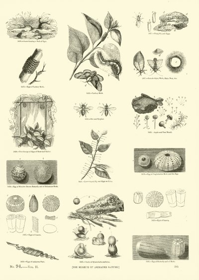 Side fra The Pictorial Museum of Animated Nature af English School