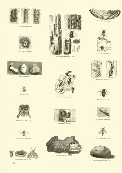 Side fra The Pictorial Museum of Animated Nature af English School