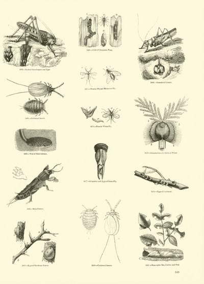 Side fra The Pictorial Museum of Animated Nature af English School