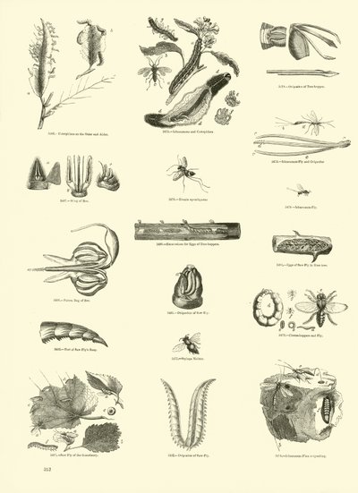 Side fra The Pictorial Museum of Animated Nature af English School