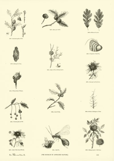 Side fra The Pictorial Museum of Animated Nature af English School