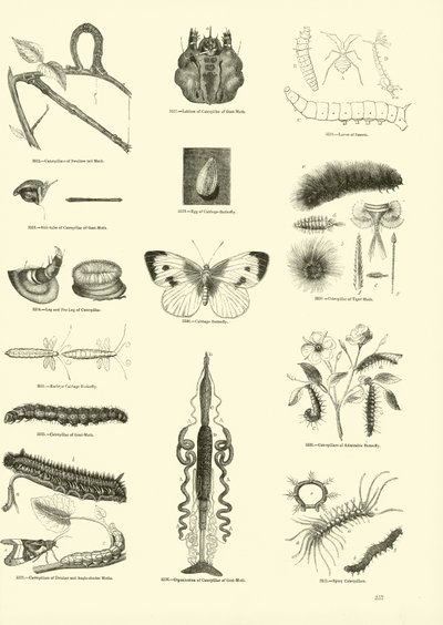 Side fra The Pictorial Museum of Animated Nature af English School