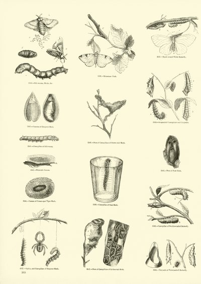 Side fra The Pictorial Museum of Animated Nature af English School