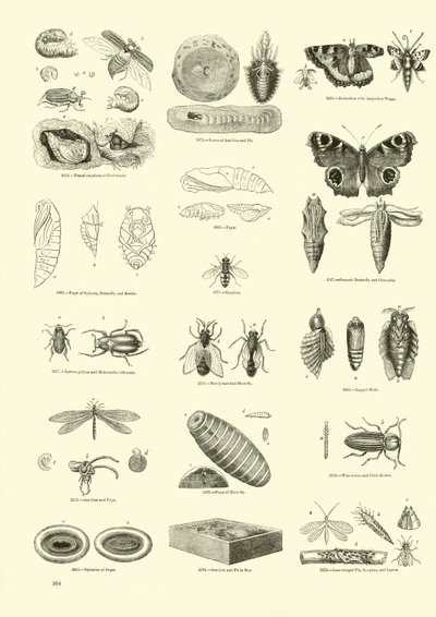 Side fra The Pictorial Museum of Animated Nature af English School