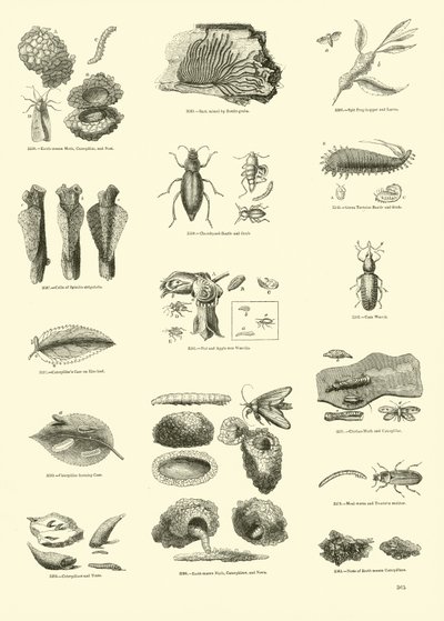 Side fra The Pictorial Museum of Animated Nature af English School