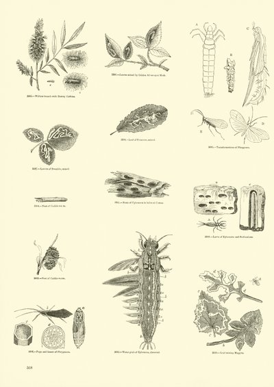 Side fra The Pictorial Museum of Animated Nature af English School