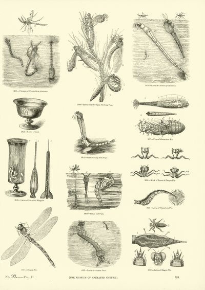Side fra The Pictorial Museum of Animated Nature af English School