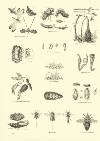 Side fra The Pictorial Museum of Animated Nature af English School