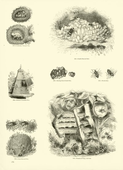 Side fra The Pictorial Museum of Animated Nature af English School