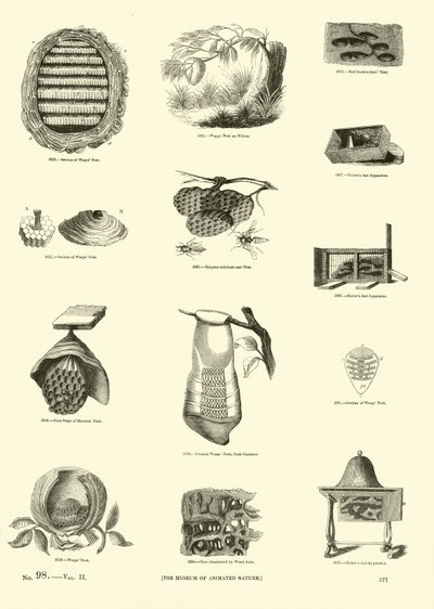Side fra The Pictorial Museum of Animated Nature af English School