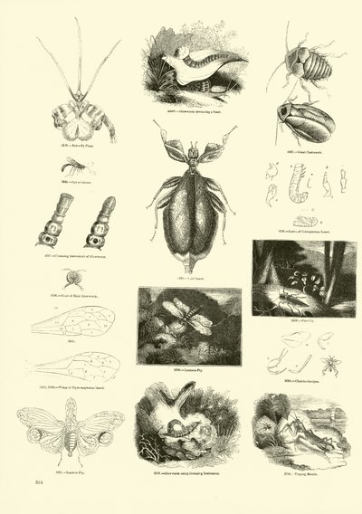 Side fra The Pictorial Museum of Animated Nature af English School