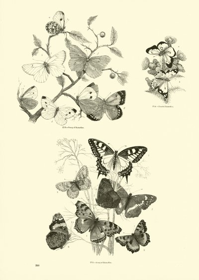Side fra The Pictorial Museum of Animated Nature af English School