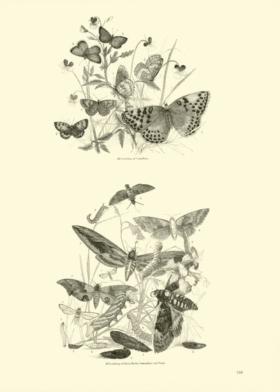 Side fra The Pictorial Museum of Animated Nature af English School