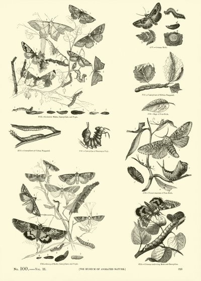Side fra The Pictorial Museum of Animated Nature af English School