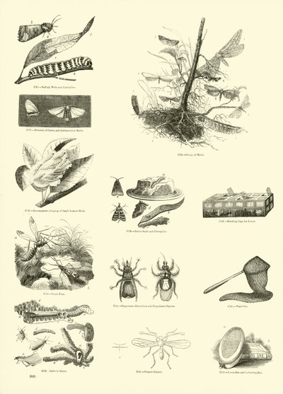Side fra The Pictorial Museum of Animated Nature af English School