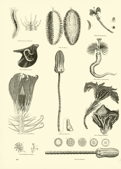 Side fra The Pictorial Museum of Animated Nature af English School