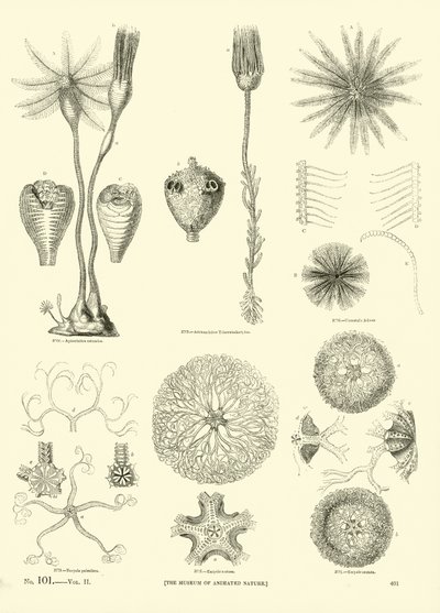 Side fra The Pictorial Museum of Animated Nature af English School