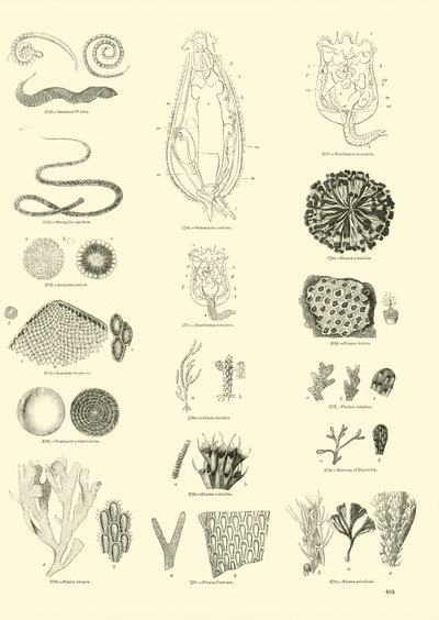 Side fra The Pictorial Museum of Animated Nature af English School