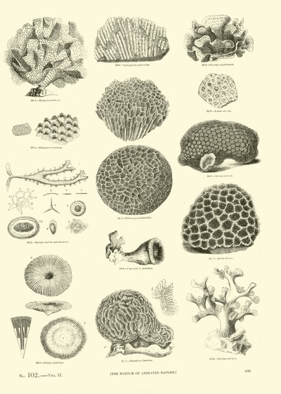 Side fra The Pictorial Museum of Animated Nature af English School