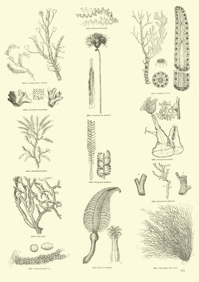 Side fra The Pictorial Museum of Animated Nature af English School