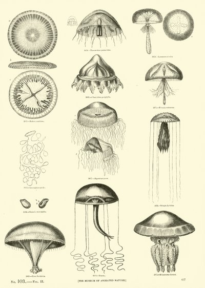 Side fra The Pictorial Museum of Animated Nature af English School
