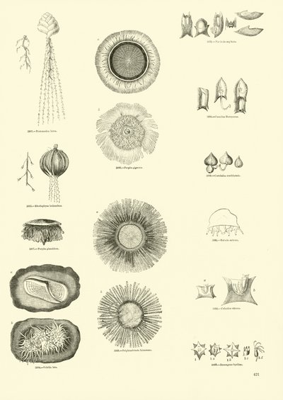 Side fra The Pictorial Museum of Animated Nature af English School