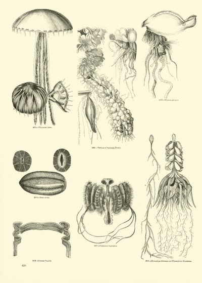 Side fra The Pictorial Museum of Animated Nature af English School