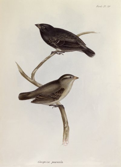 Par Geospiza Parvula, illustration fra Zoology of the Voyage of H.M.S. Beagle, 1832-36, af Charles Darwin (1809-92), 1840 af English School