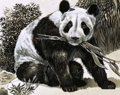 Panda af English School