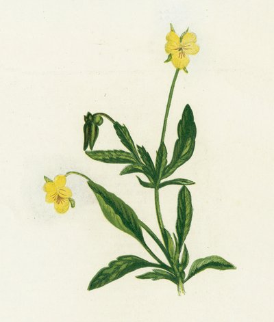 Sveske, eller hjerteblomst, Viola Tricolor af English School