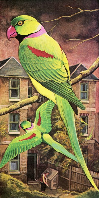 Sittich von English School