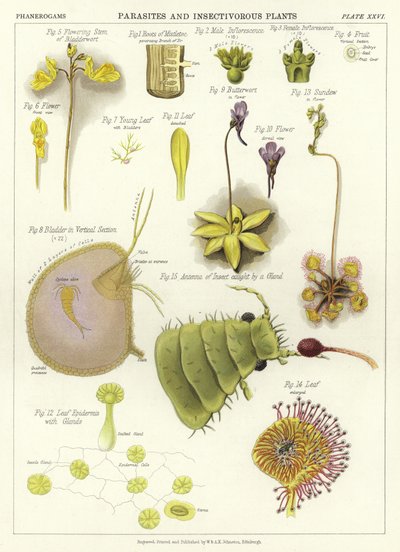 Parasitter og insektædende planter af English School